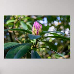 Rhododendron Flower Bud Poster
