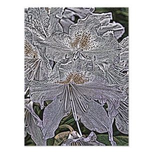 RHODODENDRON FLOWERS PHOTO PRINT