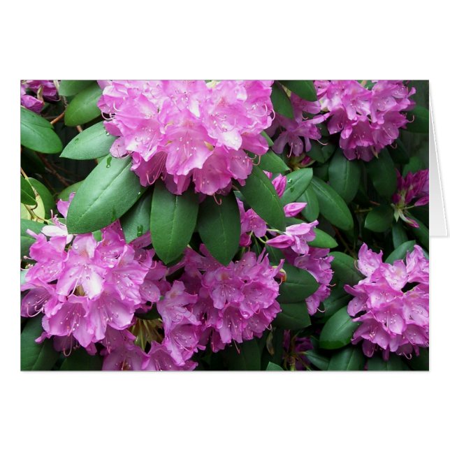 Rhododendron Garden (Front Horizontal)