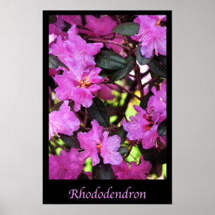 Rhododendron Garden Flowers Floral Nature Poster