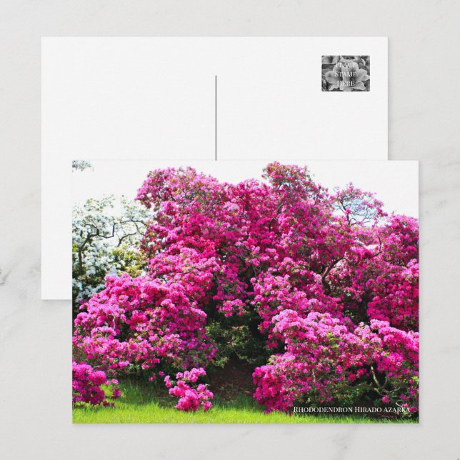 Rhododendron Hirado Azarea Postcard (Front/Back)