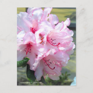 Rhododendron 'Hydon Down' [Postcard] Postcard