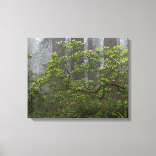 Rhododendron in Redwood National Park California Canvas Print