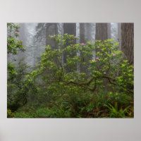 Rhododendron in Redwood National Park California