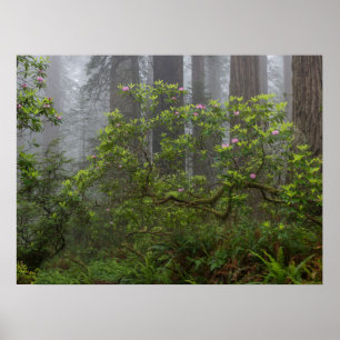 Rhododendron in Redwood National Park California Poster