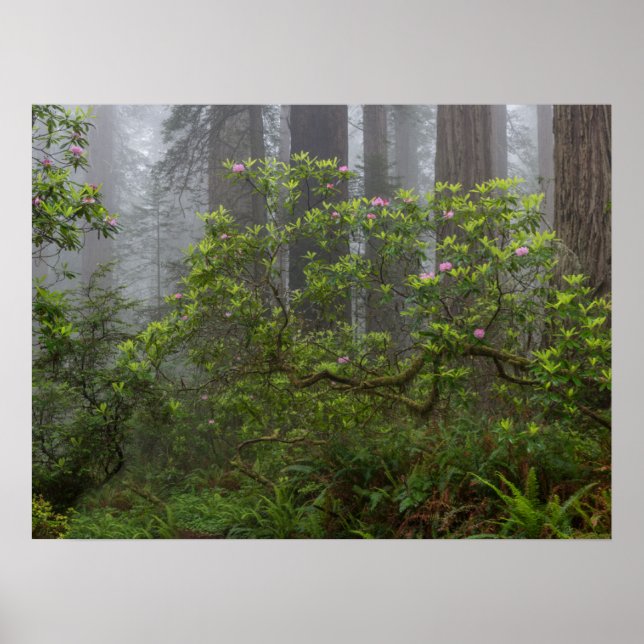 Rhododendron in Redwood National Park California Poster (Front)