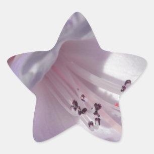 Rhododendron in white and magenta star sticker