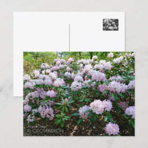 Rhododendron "Joyful Day" Postcard
