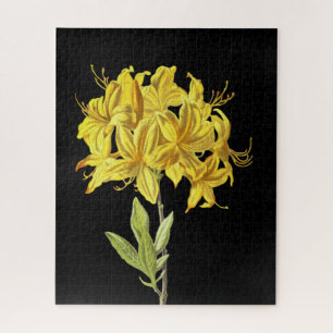 Rhododendron luteum (Pontic Azalea) Jigsaw Puzzle