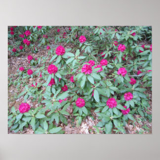 Rhododendron Poster