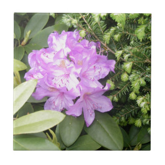 Rhododendron - Purple Flowers in Spring Tile
