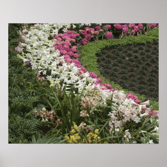 Rhododendron (Rhododendron catawbiense) Heath Poster (Front)