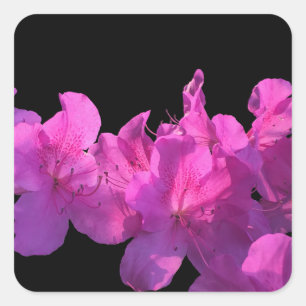 Rhododendron Square Sticker