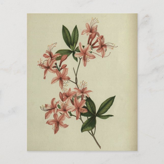 Rhododendron Study Scrapbook Paper (Front)