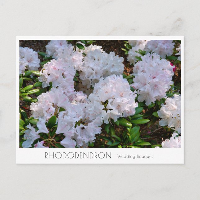 Rhododendron "Wedding Bouquet" Postcard (Front)