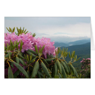 Rhododendrons