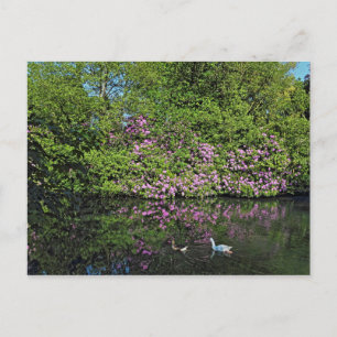 Rhododendrons and Geese. Roath Park Lake, Cardiff Postcard