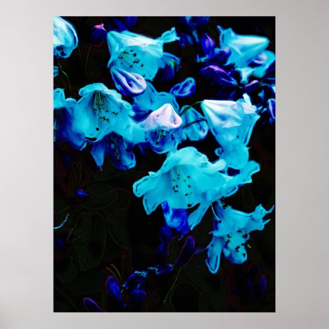 Rhododendrons in Blue, Floral, Blue Flowers Poster (Front)
