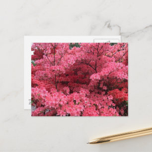 Rhododendrons of Halifax Nova Scotia Postcard