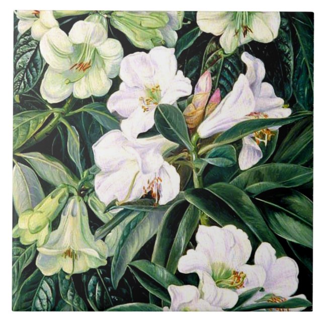 Rhododendrons of North India Tile (Front)