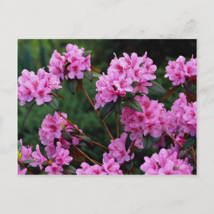 Rhododendrons, Quebec, Canada Postcard