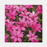 Rhodohypoxis / Red Star / Rosy Posy