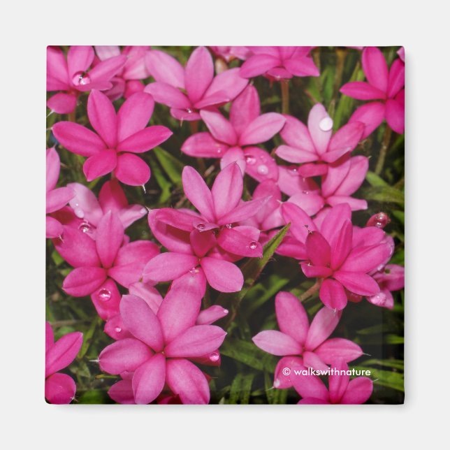 Rhodohypoxis / Red Star / Rosy Posy Magnet (Front)
