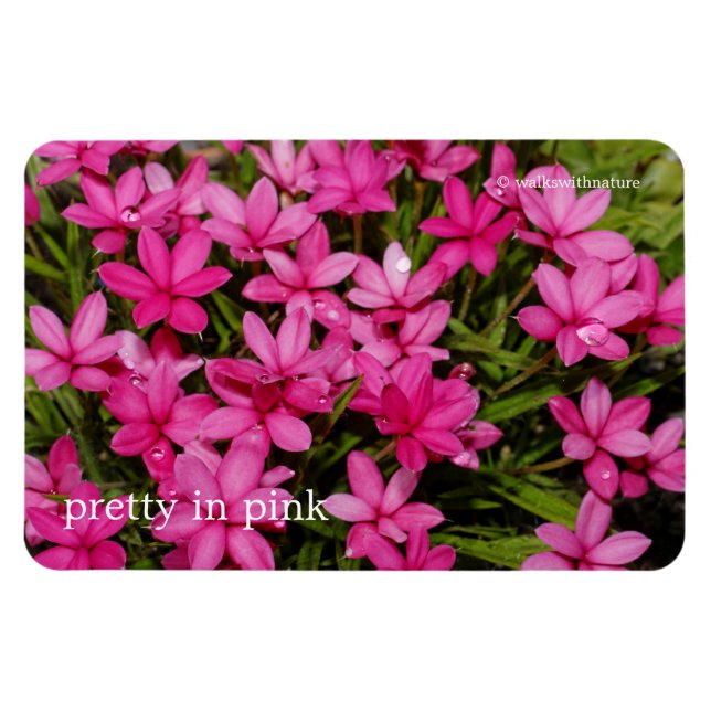 Rhodohypoxis / Red Star / Rosy Posy Magnet (Horizontal)