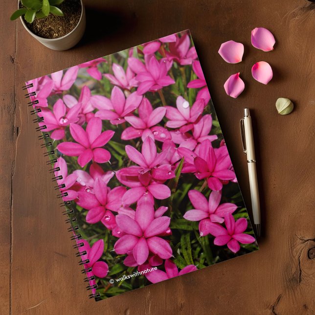 Rhodohypoxis / Red Star / Rosy Posy Notebook (Rhodohypoxis Rosy Posy Journal Cover Photo)