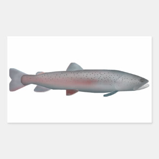 Rhône trout rectangular sticker