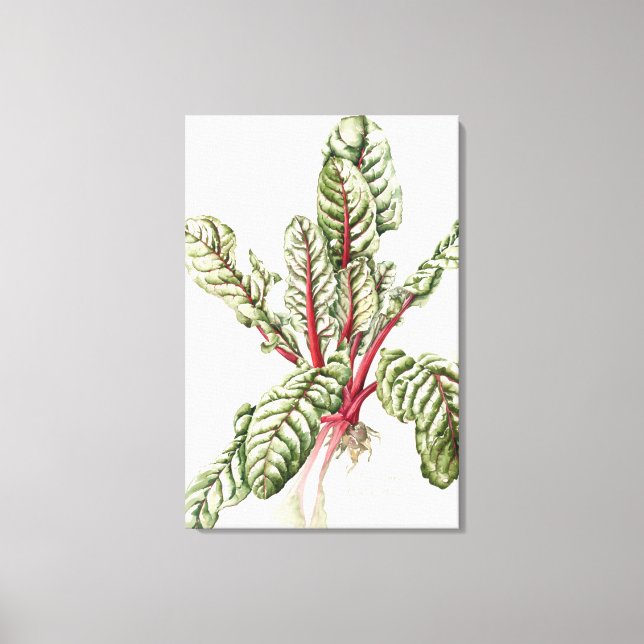 Rhubarb Chard 1992 Canvas Print (Front)