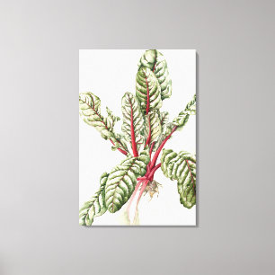 Rhubarb Chard 1992 Canvas Print