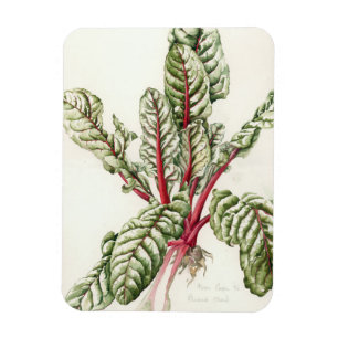 Rhubarb Chard 1992 Magnet