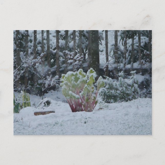 Rhubarb in Snow Postcard (Front)