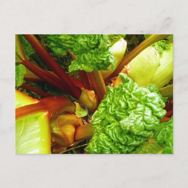 Rhubarb Postcard (Front)