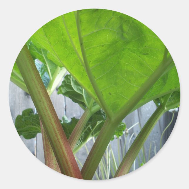 Rhubarb sticker (Front)
