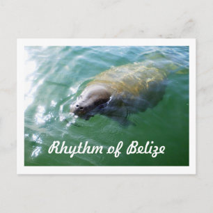 Rhythm of Belise Manatee in the River Blank Card
