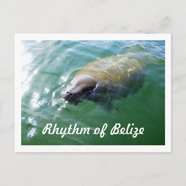 Rhythm of Belise Manatee in the River Blank Card (Front)