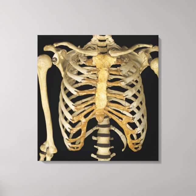 Rib Cage Canvas Print (Front)