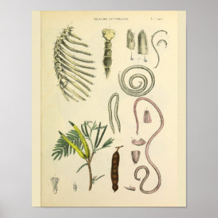 Rib Cage Sternum Anatomy Art Print