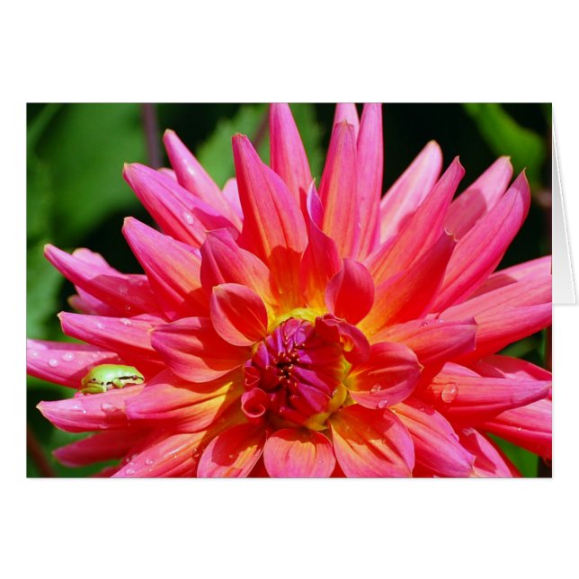 Ribbit (Front Horizontal)