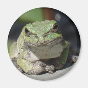 ribbit magnet