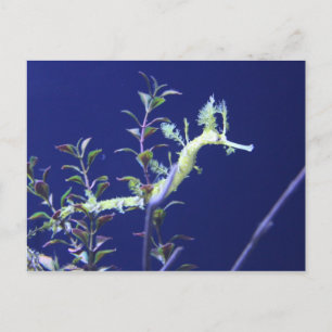 Ribbon # 3 postcard