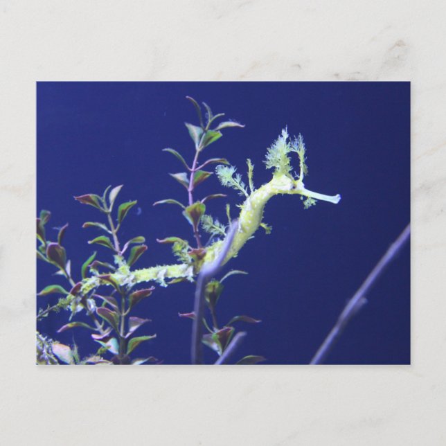 Ribbon # 3 postcard (Front)