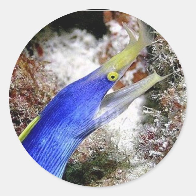 Ribbon Eel Classic Round Sticker (Front)