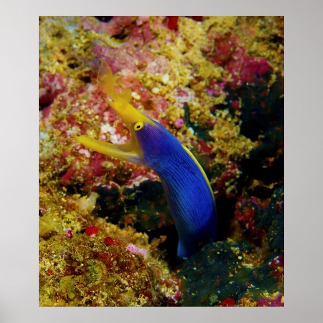 Ribbon Eel Rhinomuraena Quaesita Bernis Eel Poster (Front)