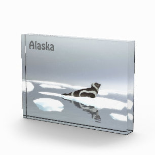Ribbon Seal On Ice Photo Block