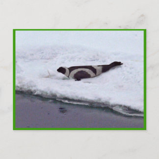Ribbon Seal Postcard