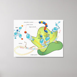 Ribosome mRNA tRNA molecules proteins Diagram Canvas Print