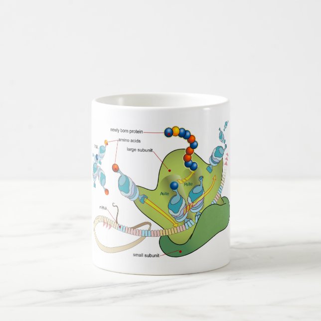 Ribosome mRNA tRNA molecules proteins Diagram  Coffee Mug (Center)